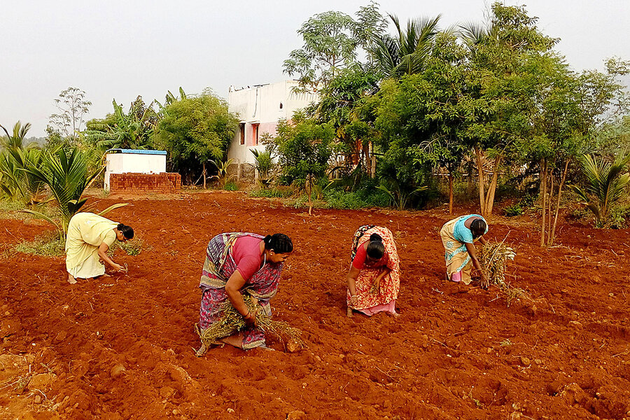 Millet farming sees revival in India